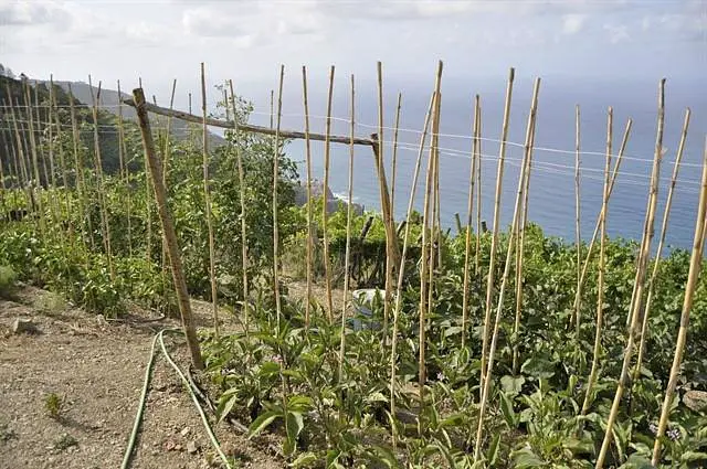 Azienda Agricola Capellini Luciano