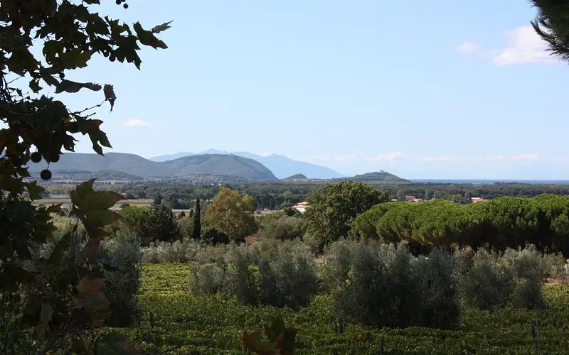 Azienda Agricola Giomi Zannoni