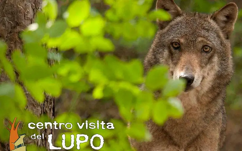 Centro Visita del Lupo