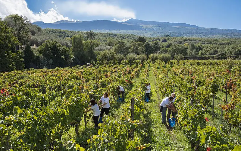 Donnafugata Cantina Randazzo Etna