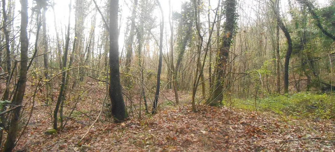 Il Bosco dei Tartufi