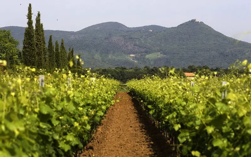 Descubre las mejores bodegas en Bolgheri para degustar los mejores vinos