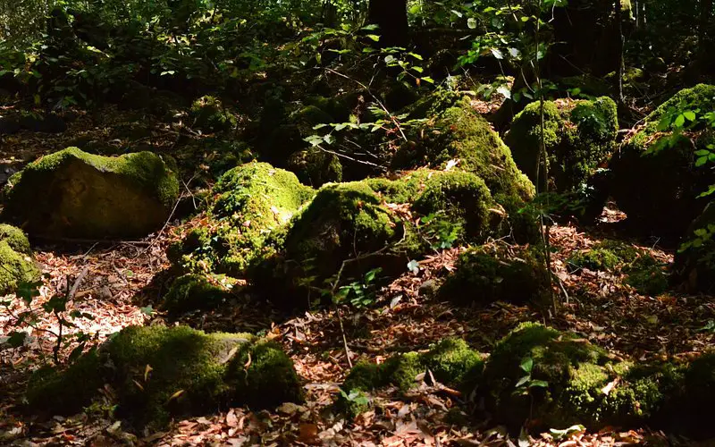 Bosco del Sasseto