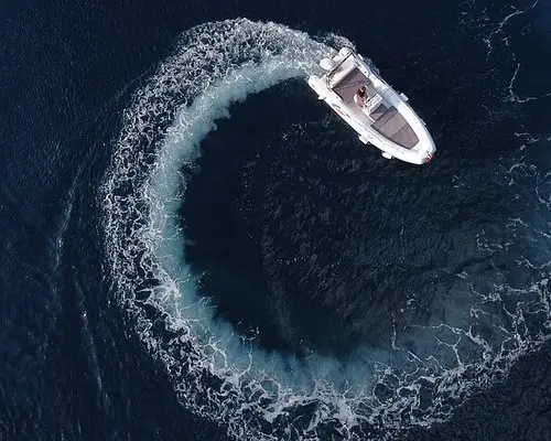 Swimming Cetacea Tour Boat