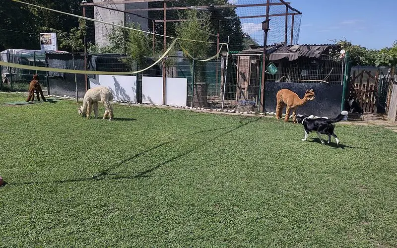 Alpacamp Il Campo Degli Angeli