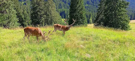 Parco Dei Cervi