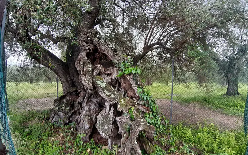 Olivo della Strega di Magliano in Toscana