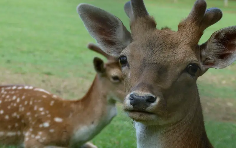 Parco Zoo di Poppi