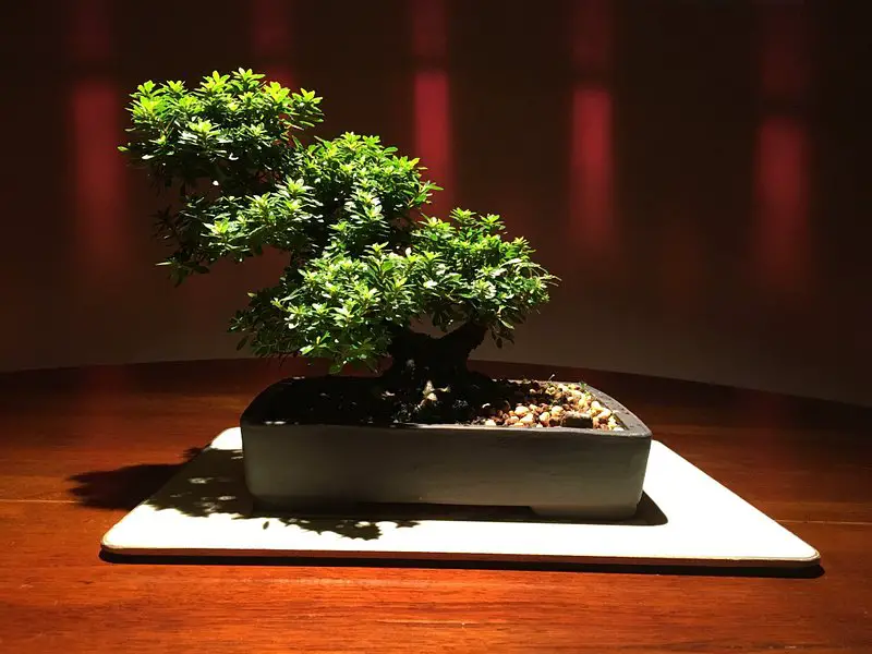 Bonsai Piccin