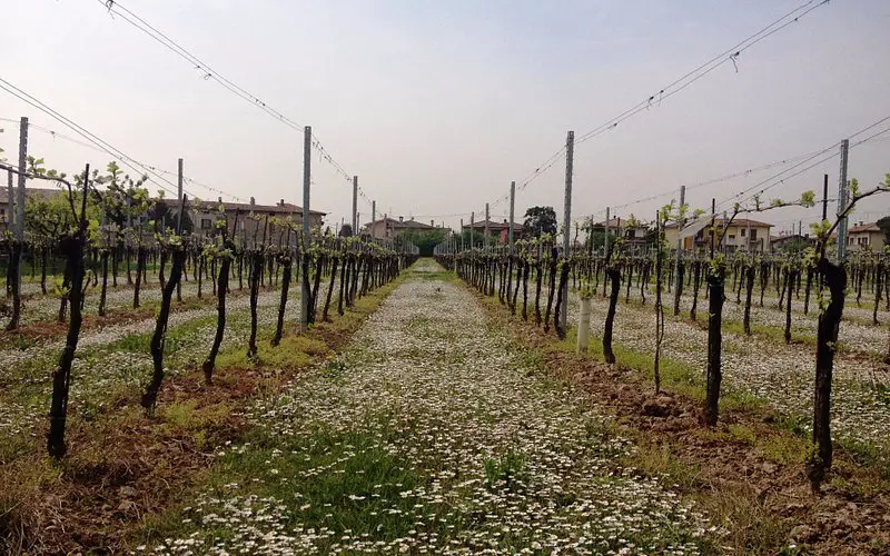 Azienda Agricola Ugo Vezzoli