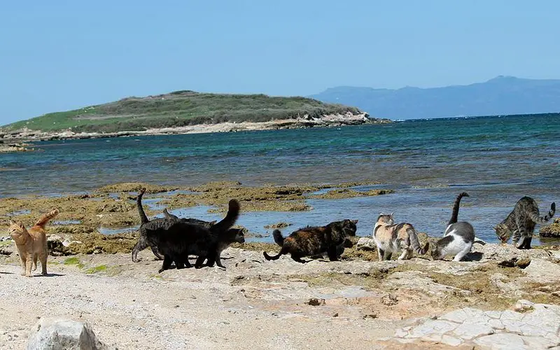 Descubre I Gatti di Su Pallosu: Un paraíso felino en Cerdeña