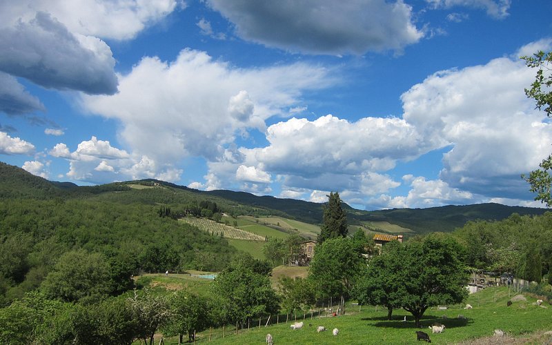 Explora la granja de cabras de cachemira Chianti: una experiencia única en la Toscana