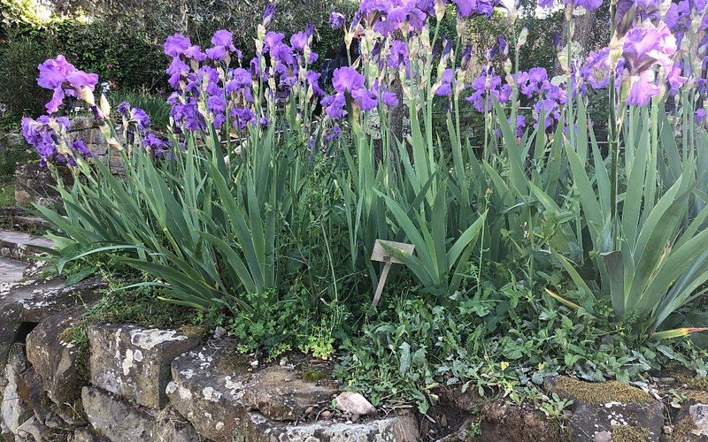 Descubre el encanto del Giardino dell'Iris en Florencia