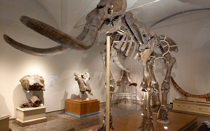 University of Florence Natural History Museum: Un tesoro escondido en Florencia